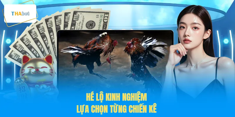 Hé lộ kinh nghiệm lựa chọn từng chiến kê